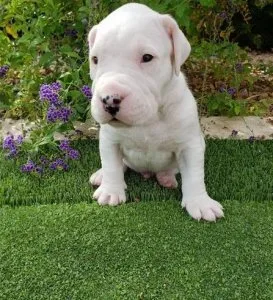 Dogo argentino Puppies