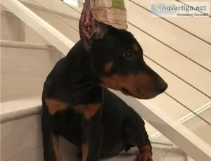 Doberman pinscher Puppies