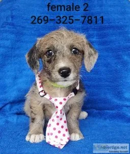 Jack Russell- Mini Poodle mix puppies