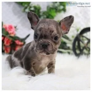 French Bulldog puppies for rehoming