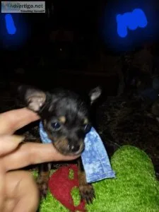 Ckc registered miniature chihuahua puppies