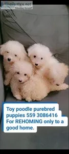 toy poodle purebred puppies