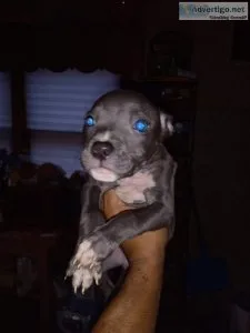 Rehoming pitbull pups
