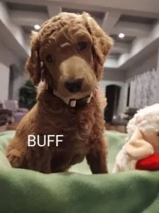 Toy Poodle puppies available for rehoming