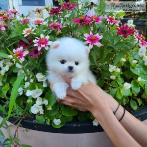 Pomeranian Pups Available Male and Female