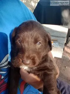 Labradoodles