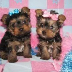 Home and potty trained Yorkie puppies for adoption