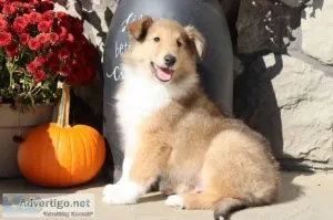 Bobby male AKC Lassie Collie