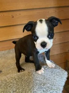 Boston Terrier puppies for rehoming