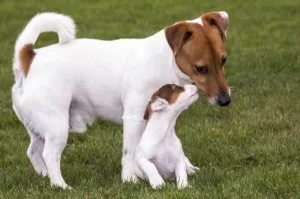 Jack Russell Terrier puppies for rehoming