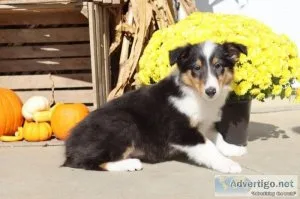 Lassy Female AKC Lassie Collie