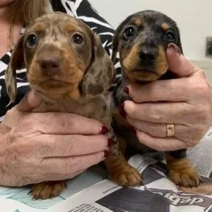 Gorgeous and adorable male and female Dachshund puppies for sale