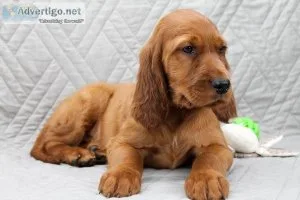 Hunter Male AKC Irish Setter