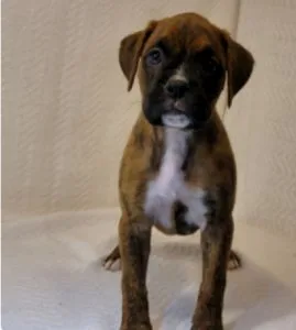 Brindle Boxer puppies for rehoming