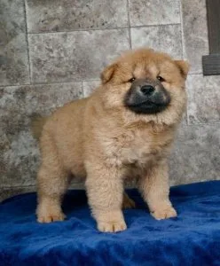 Chow Chow Puppies for rehoming