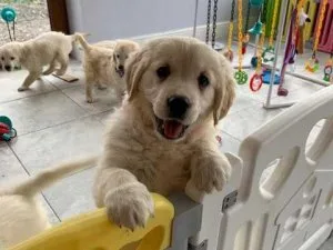 Golden Retriever puppies for rehoming