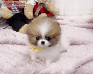 Pomeranian puppies for rehoming