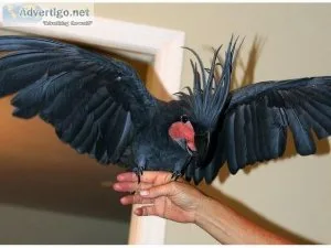 Cute palm cockatoo