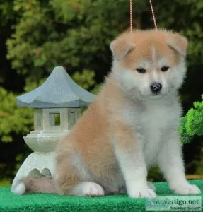 Japanese Akita puppies available