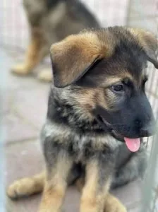 German Shepherd puppies for rehoming