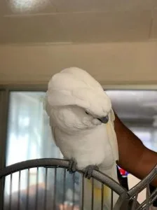 cockatoo Parrot