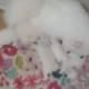 Japanese Spitz puppies for rehoming