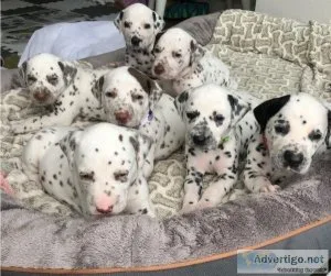 Dalmatian puppies for rehoming