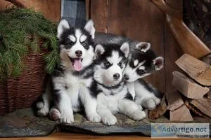 Adorable Siberian Husky puppies for rehoming