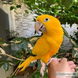 Available Golden Conures Birds