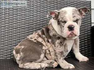 English Bulldog puppies for rehoming