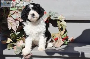 Sophie Female Cockapoo