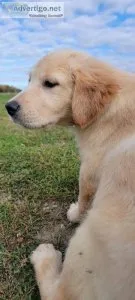 LOOKING FOR A NEW FURRY FRIEND