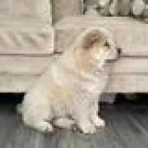 Chow Chow Puppies for rehoming
