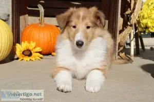 Bo male AKC Lassie Collie