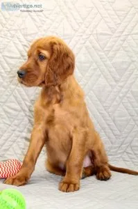Toby Male AKC Irish Setter