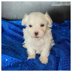 Maltese puppies available