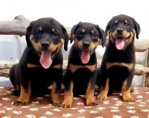 German Rotweiller puppies for rehoming