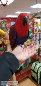 Eclectus parrot Parrot