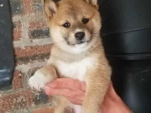 shiba inu puppies for rehoming