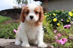 Cavalier King Charles Spaniel puppies for rehoming