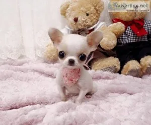 Tiny Apple Head Chihuahua puppies for rehoming