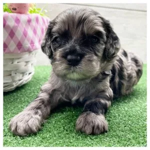 Cockapoo puppies for rehoming