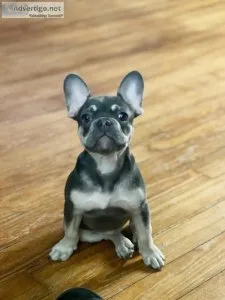 FRENCH BULLDOG MALES PRICED TO MOVE