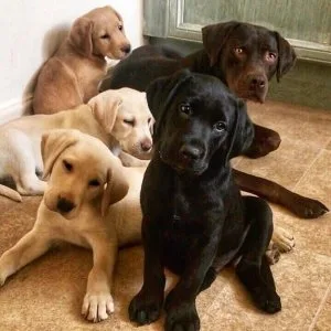 Labrador Puppies for rehoming