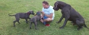 Great Dane puppies for rehoming