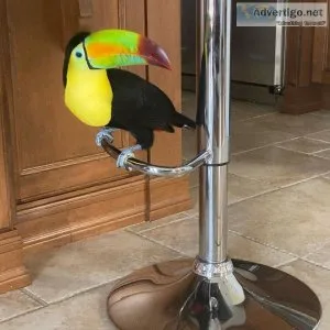 Sweet Tucanes birds