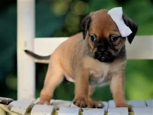 Puggle puppies for rehoming