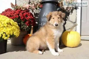 Billy male AKC Lassie Collie