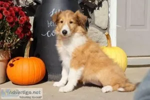 Lady Female AKC Lassie Collie 