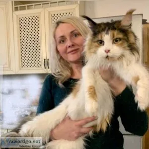 Hakim &ndash Male Maine Coon Kitten